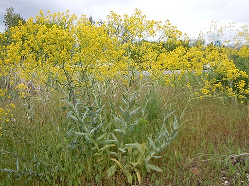 Isatis tinctoria (6124353313)