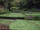 Wasabi-Felder in Izu in der Präfektur Shizuoka