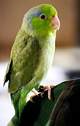 Male green Pacific parrotlet, named Jackson