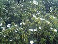 Cistus ladanifer habitat (Jaral) in "Las Lagunillas" Sierra Madrona, Solana del Pino (Spain).