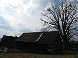 Čeština: Památný strom javor klen (Acer pseudoplatanus) v Bohdalovicích. Okres Jablonec nad Nisou, Česká republika.