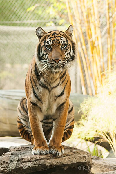 File:JaxZoo 12-19-14-2810 (15874478029).jpg