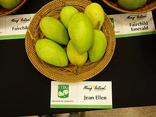 Jean Ellen Mango cultivar