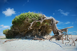 Rastlina na plaži Jericoacoara