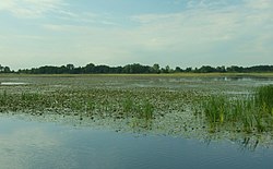 Jezero Drużno, rákosí III.JPG