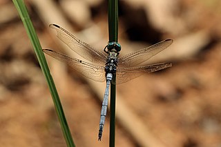 <i>Orthetrum julia</i> Species of dragonfly