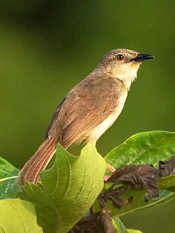 Dschungel Prinia Prinia sylvatica von Dr. Raju Kasambe DSC 1766 (1) .jpg