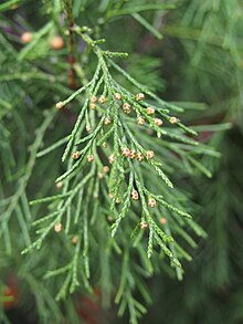Juniperus pseudosabina Jałowiec nibysabiński 2019-10-26 01.jpg