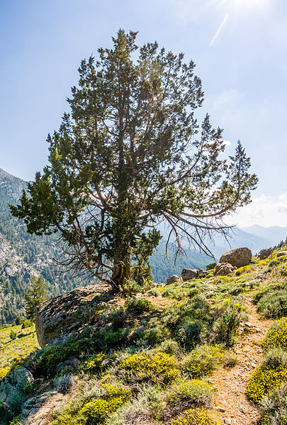 File:Juniperus thurifera, u soliu, Corsica.jpg