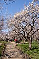 偕楽園（茨城県水戸市）