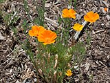 4. Eschscholzia californica californica