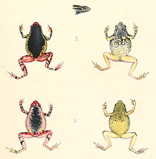 <i>Kalophrynus bunguranus</i> Species of frog