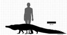 Size comparison of Kambara implexidens Kambara size.png