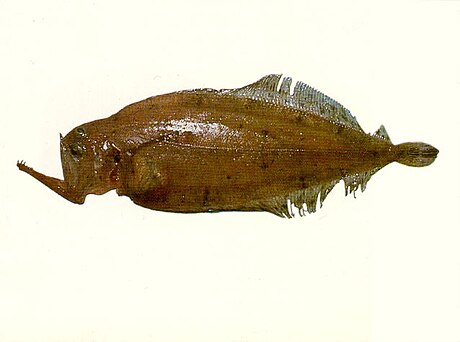 Kamoharaia megastoma