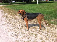 Kerry Beagle - Wikipedia