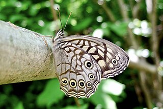 <i>Kirinia epimenides</i> Species of butterfly