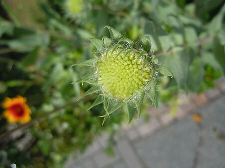 ไฟล์:Kokardenblumenblüte in Oberdahlhausen 2.jpg