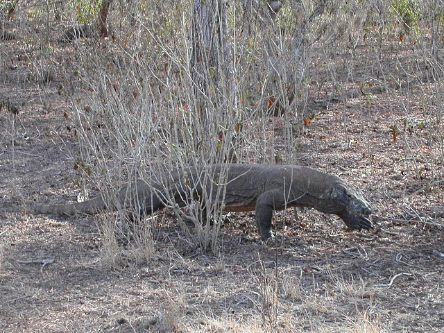 File:Komodo-dragon-2.jpg