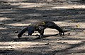 Komodo Dragon juvenile, Komodo, 2016 (02).jpg