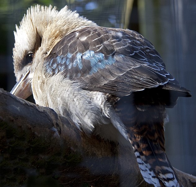 File:Kookaburra (5512266212).jpg