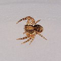 dto. juvenile, 2-3mm