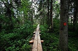 Vy från spångad vandringsled i Petkeljärvi nationalpark