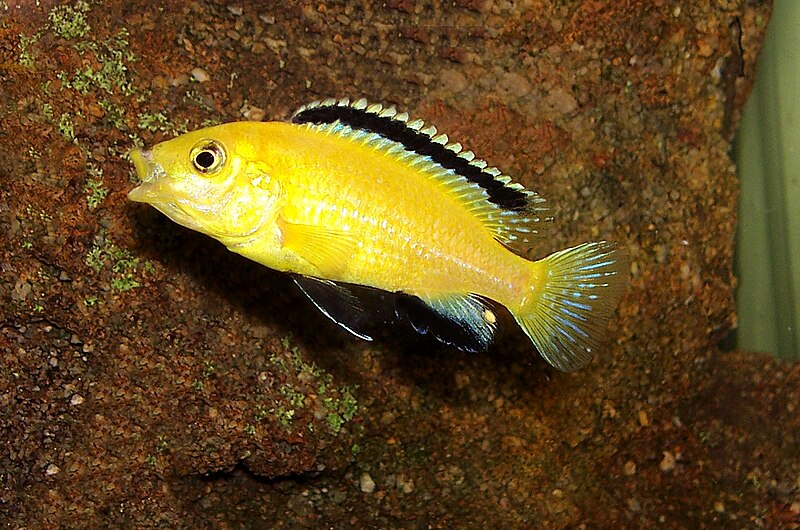 File:Labidochromis caeruleus from Lake Malawi.jpg