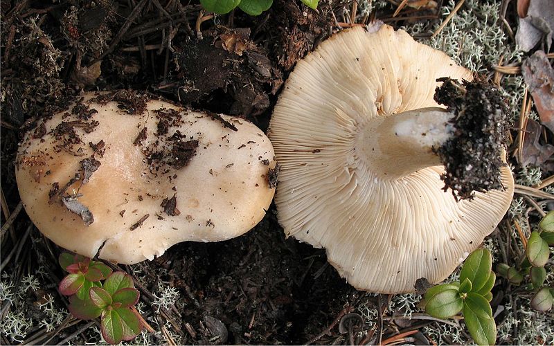 File:Lactarius musteus 73831.jpg