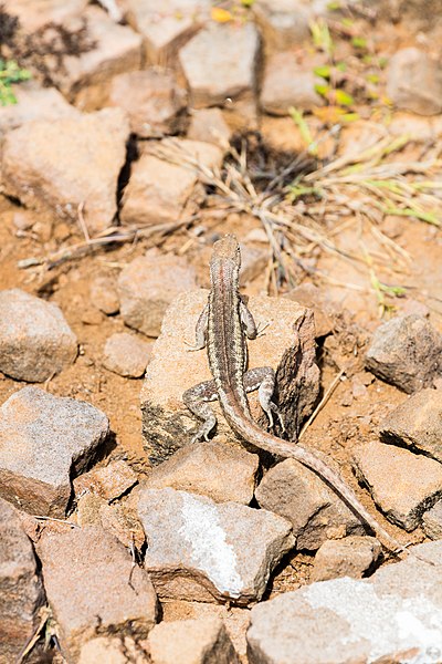 File:Lagartija de lava de San Cristóbal (Microlophus bivittatus), Punta Pitt, isla de San Cristóbal, islas Galápagos, Ecuador, 2015-07-24, DD 45.JPG