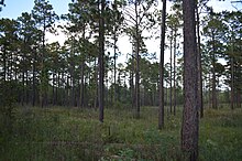 Restored, second-growth longleaf pine (Pinus palustris) savannah at USM's Lake Thoreau Environmental Center, located along the rails-to-trails Longleaf Trace which passes behind the Century Park dormitories Lake Thoreau longleaf pine.JPG