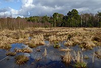 92. Platz: Puusterke mit Hoher Wasserstand im Februar im Landschaftsschutzgebiet Oldhorster Moor