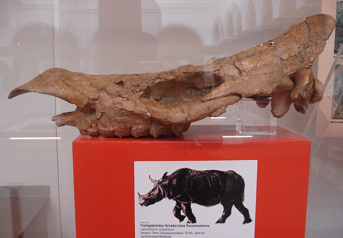 Lartetotherium