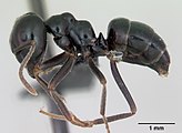 Alasuku Lasius (Dendrolasius): Paperimuurahainen, Lasius fuliginosus