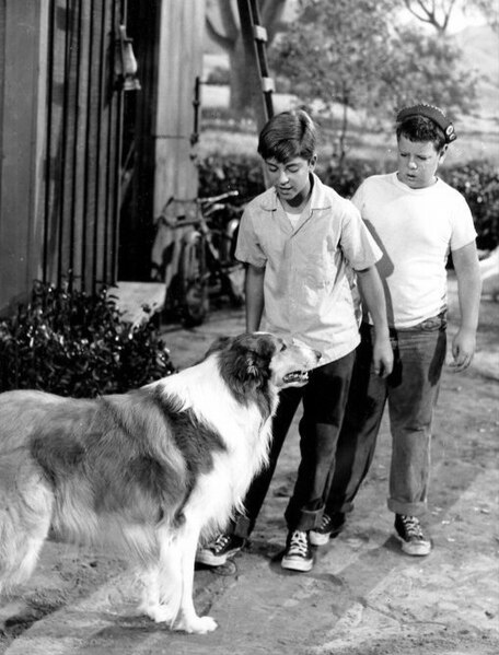 File:Lassie with Tommy Rettig and Donald Keeler circa 1955-1956.JPG