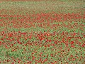 File:Legendary poppy field in Pavy 24.jpg