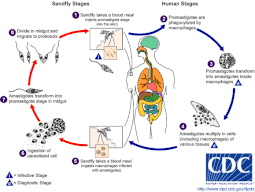 How Phlebotomus papatasi infect humans and vice vera Leishmania LifeCycle.gif