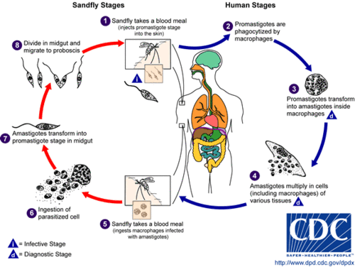 500px-Leishmania_LifeCycle