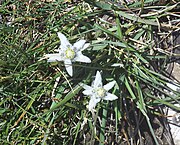 Edelweiss (Leontopodium alpinum) dans la prairie du plateau.