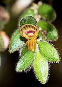 Lepanthes pilosella