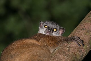 <span class="mw-page-title-main">Scott's sportive lemur</span> Species of lemur