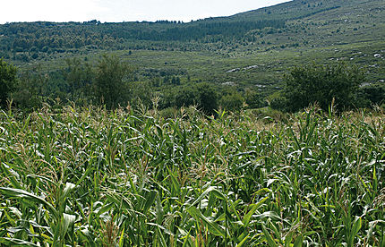 Ludeiro-Monterroso (comarca Central-Lugo), 15 d'agost de 2004
