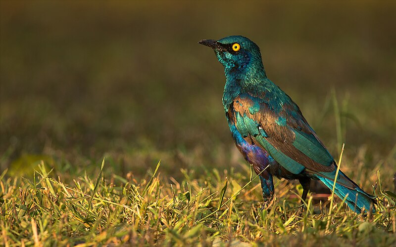 File:Lesser Blue Eared Starling.jpg