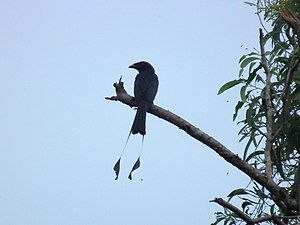 Spatula drongo