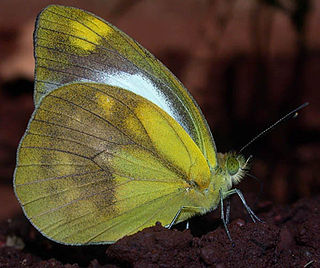 <i>Cepora nadina</i> Species of butterfly