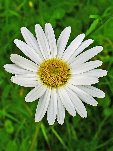 File:Leucanthemum vulgare 004.JPG