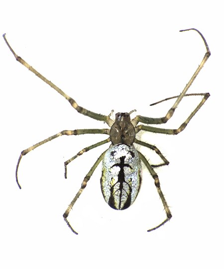 Leucauge_dromedaria