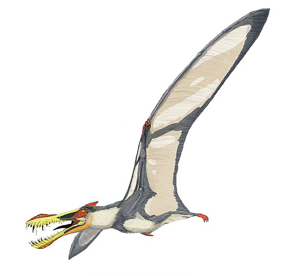 Liaoningopterus