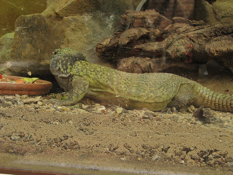 File:Like some manner of Pancake Lizard (540183971).jpg