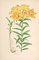 Lilium bulbiferum var. croceum