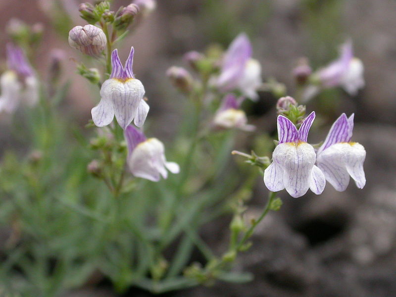 File:Linaria repens les-monthairons 55 01072007 2.JPG